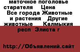 маточное поголовье старателя  › Цена ­ 2 300 - Все города Животные и растения » Другие животные   . Калмыкия респ.,Элиста г.